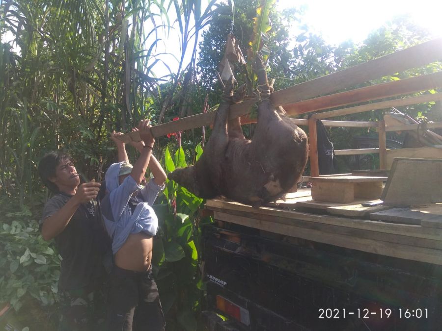 120 Ekor Babi Hutan Kembali Berhasil Dimusnahkan