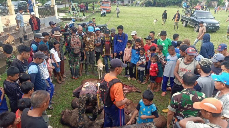 18 Babi di Bontomanai Berhasil Dimusnahkan