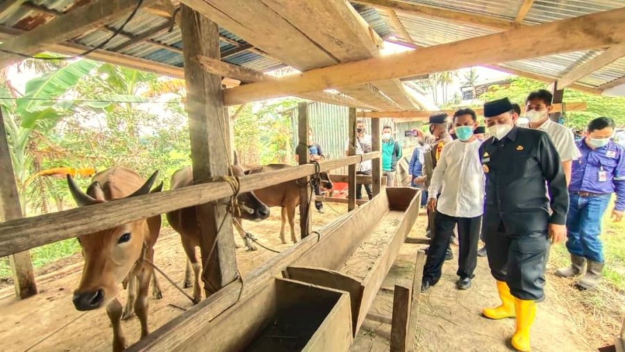 Amran Mahmud Ingin Jadikan Wajo Lumbung Pangan dan Daging Nasional