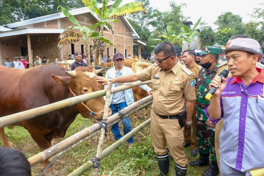 Canangkan Kampung Sapi, Andi Utta Siap Fasilitasi Modal Bagi Peternak di Perbankan
