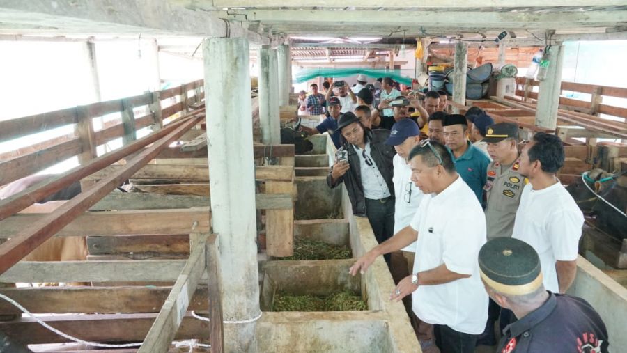 Bulukumba Kembali Pasok Sapi Kurban ke Kalimantan Utara, Dua Kali Lipat dari Tahun Lalu