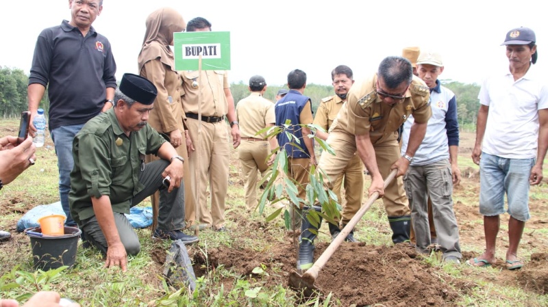 Bupati Andi Utta Bikin Kebun Percontohan Bibit Unggul di Tibona