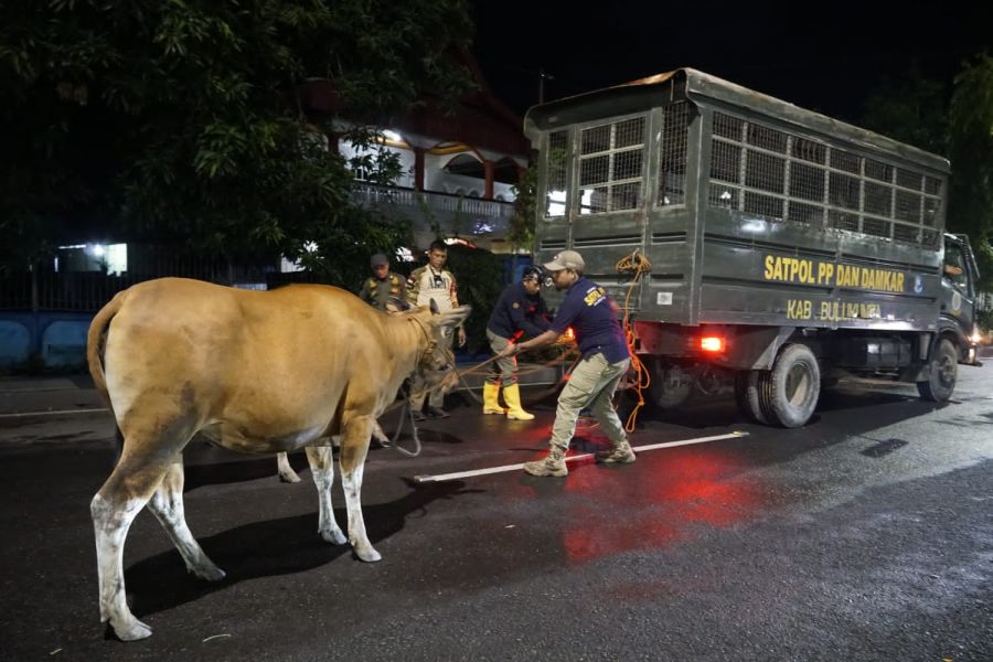 Empat Sapi Terjaring Razia, Satpol PP Minta Pemiliknya Ambil dan Bayar Denda