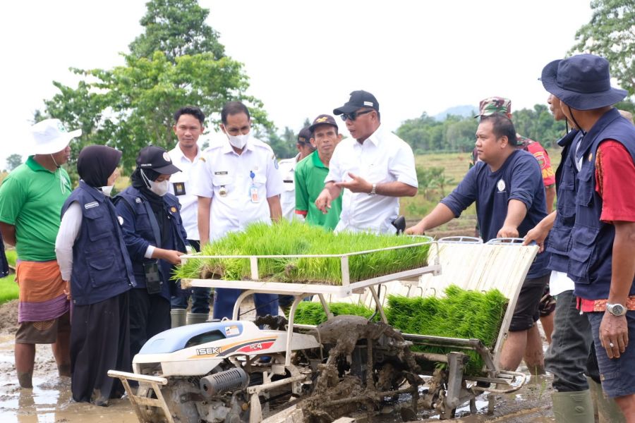 Gunakan Transplanter, Bupati Andi Utta Tanam Perdana Padi untuk Uji Coba Pupuk Hayati
