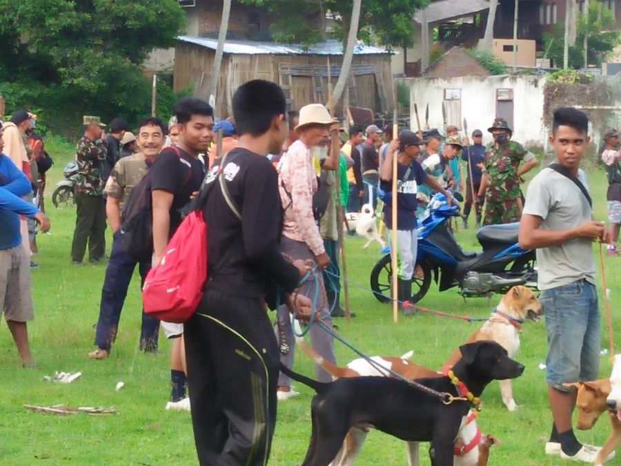 Hari ini, Perburuan Hama Babi Fokus ki di Kecamatan Herlang