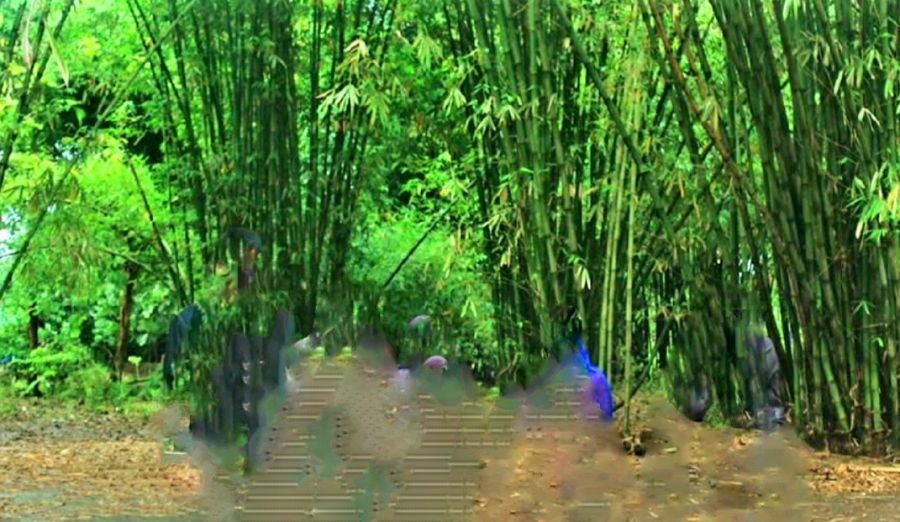 Hutan Bambu Longwis Paling Unik di Tallo jadi Destinasi Unggulan
