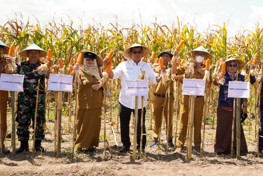 Panen Raya Jagung, Andi Utta Ajak Pemuda untuk Bertani: Jangan Gengsi