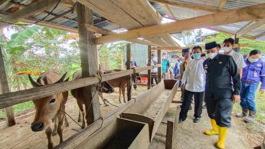Pemda Ingin Membawa Wajo Pengespor Daging Sapi Terbesar Di Sulsel