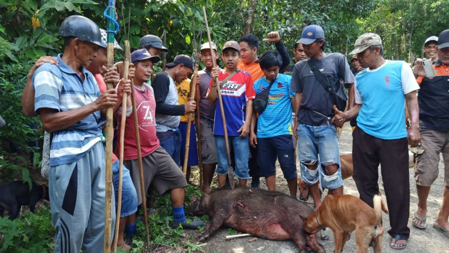 Perburuan Babi Kembali Dilakukan, 17 Ekor Babi Dibasmi di Batukaropa