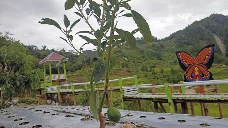 PPL Lutra Ini Kembangkan Alpukat Hass di Rongkong, Alpukat Premium Pilihan Chief Dunia