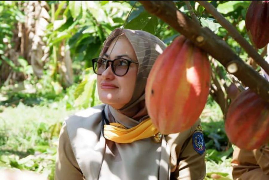 Produksi Kakao Sulsel Terbesar di Indonesia, Luwu Utara Sumbang 21,13 Persen
