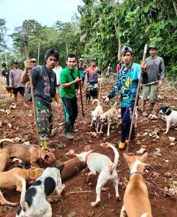 Sesuai Arahan Bupati Andi Utta, Masyarakat Kembali Berhasil Menangkap 96 Ekor Babi