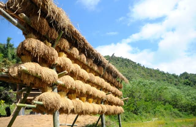 Tarone, Beras Premium Khas Luwu Utara Dibahas di Sidang Nurdin Abdullah