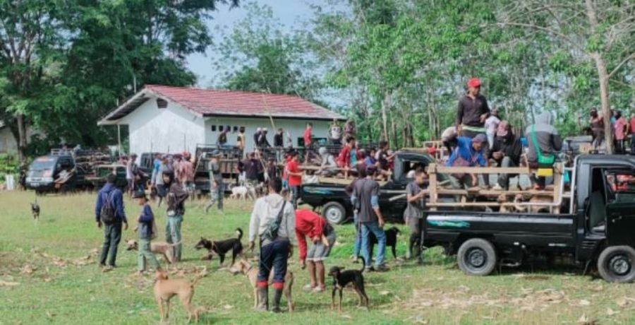 Warga Antusias Buru Babi di Tamatto, 30 Ekor Dimusnahkan