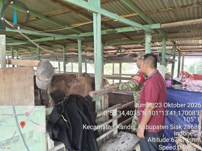 Koramil Kandis Perkuat Pencegahan PMK Melalui Pendampingan Vaksinasi